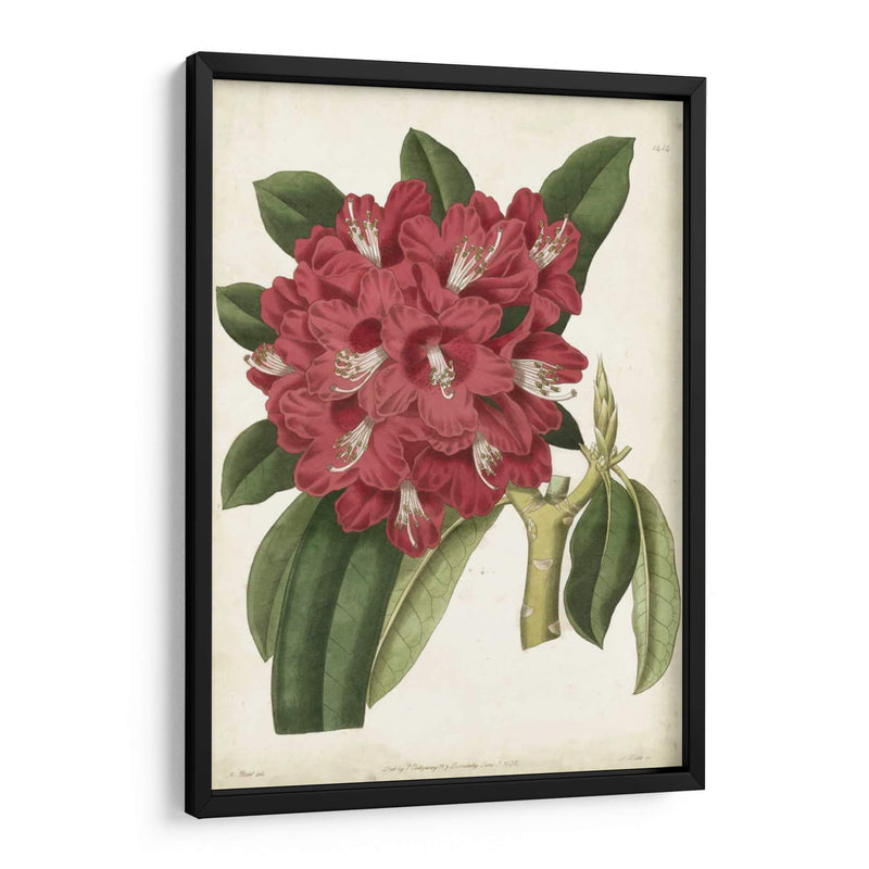 Rododendro Ii Antiguo - Curtis | Cuadro decorativo de Canvas Lab