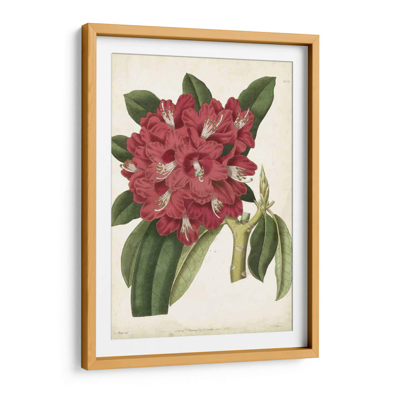 Rododendro Ii Antiguo - Curtis | Cuadro decorativo de Canvas Lab