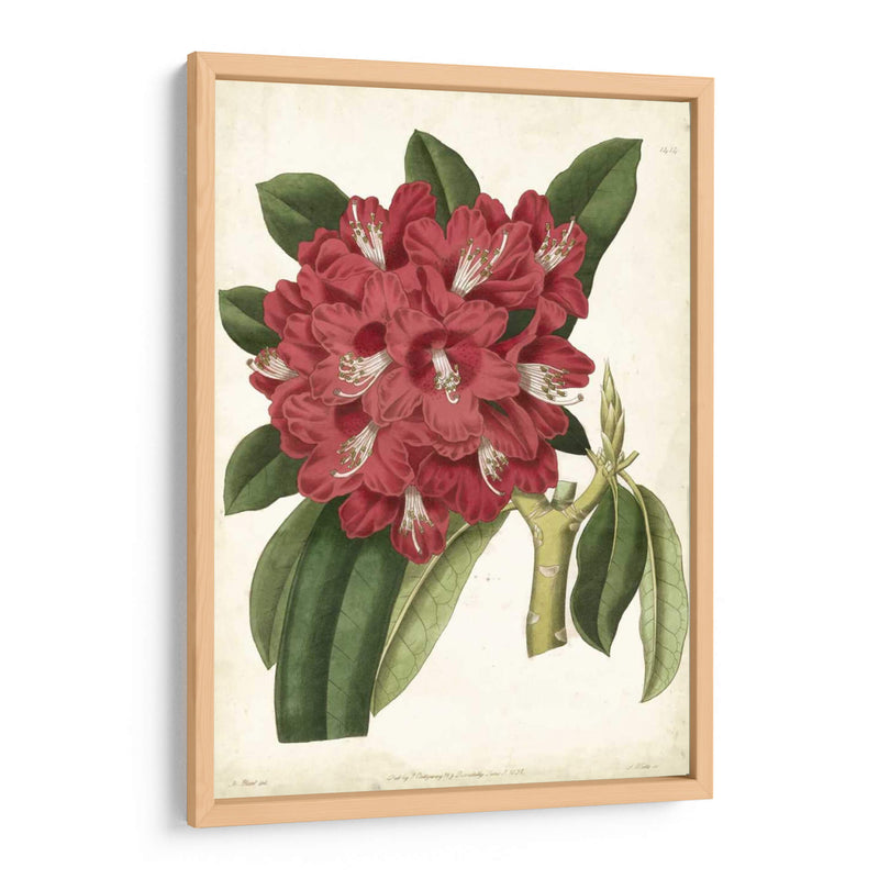 Rododendro Ii Antiguo - Curtis | Cuadro decorativo de Canvas Lab