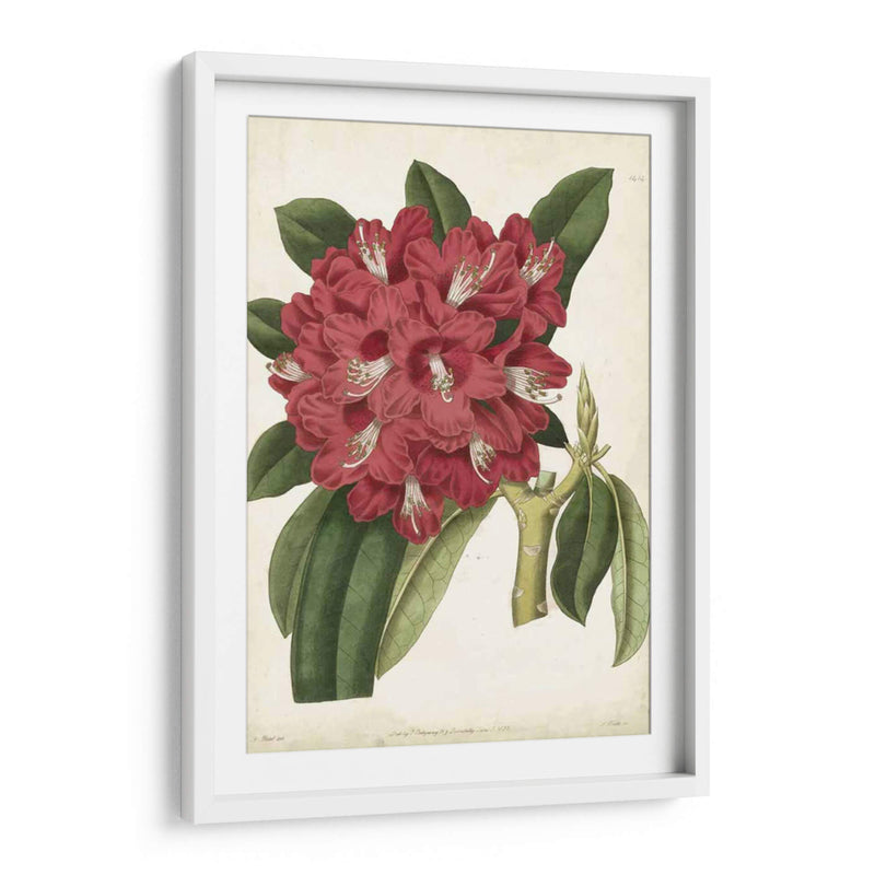 Rododendro Ii Antiguo - Curtis | Cuadro decorativo de Canvas Lab