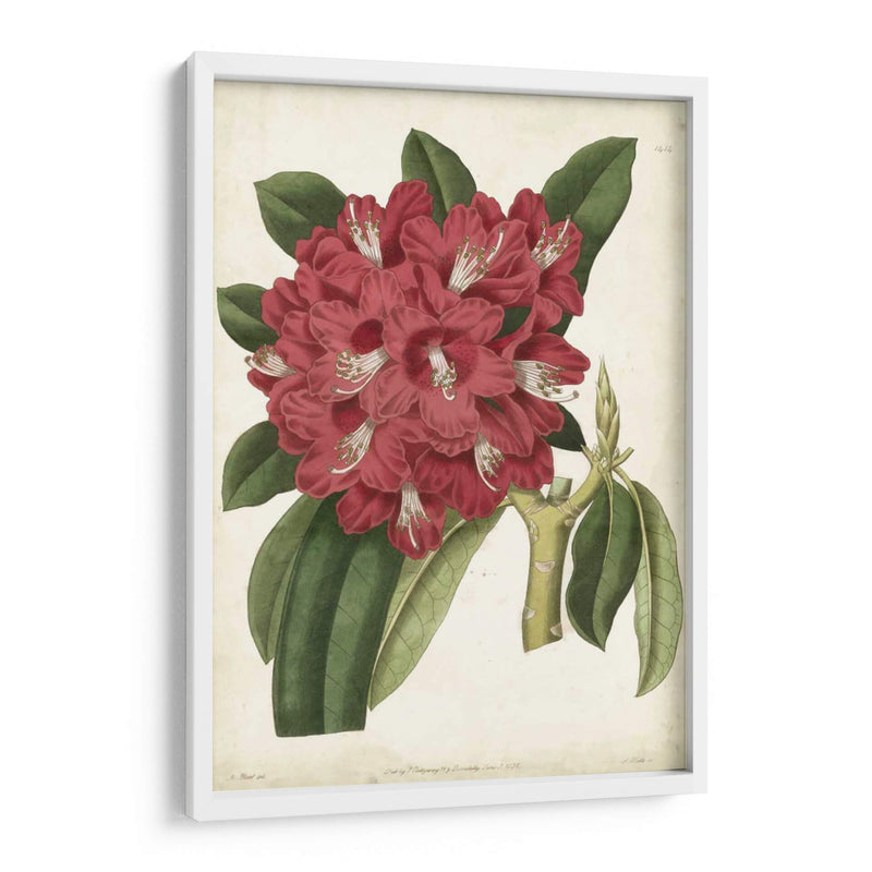 Rododendro Ii Antiguo - Curtis | Cuadro decorativo de Canvas Lab