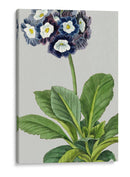 Variedades De Jardín Vintage Iv - Vision Studio | Cuadro decorativo de Canvas Lab