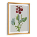 Variedades De Jardín Vintage Vi - Vision Studio | Cuadro decorativo de Canvas Lab