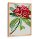 Variedades De Jardín Vintage Vii - Vision Studio | Cuadro decorativo de Canvas Lab