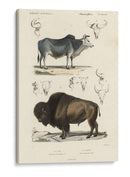Estudio De Vaca Y Bisonte Antiguo - N. Remond | Cuadro decorativo de Canvas Lab