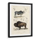 Estudio De Vaca Y Bisonte Antiguo - N. Remond | Cuadro decorativo de Canvas Lab