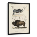 Estudio De Vaca Y Bisonte Antiguo - N. Remond | Cuadro decorativo de Canvas Lab