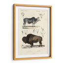Estudio De Vaca Y Bisonte Antiguo - N. Remond | Cuadro decorativo de Canvas Lab