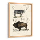 Estudio De Vaca Y Bisonte Antiguo - N. Remond | Cuadro decorativo de Canvas Lab