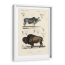 Estudio De Vaca Y Bisonte Antiguo - N. Remond | Cuadro decorativo de Canvas Lab