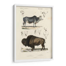Estudio De Vaca Y Bisonte Antiguo - N. Remond | Cuadro decorativo de Canvas Lab