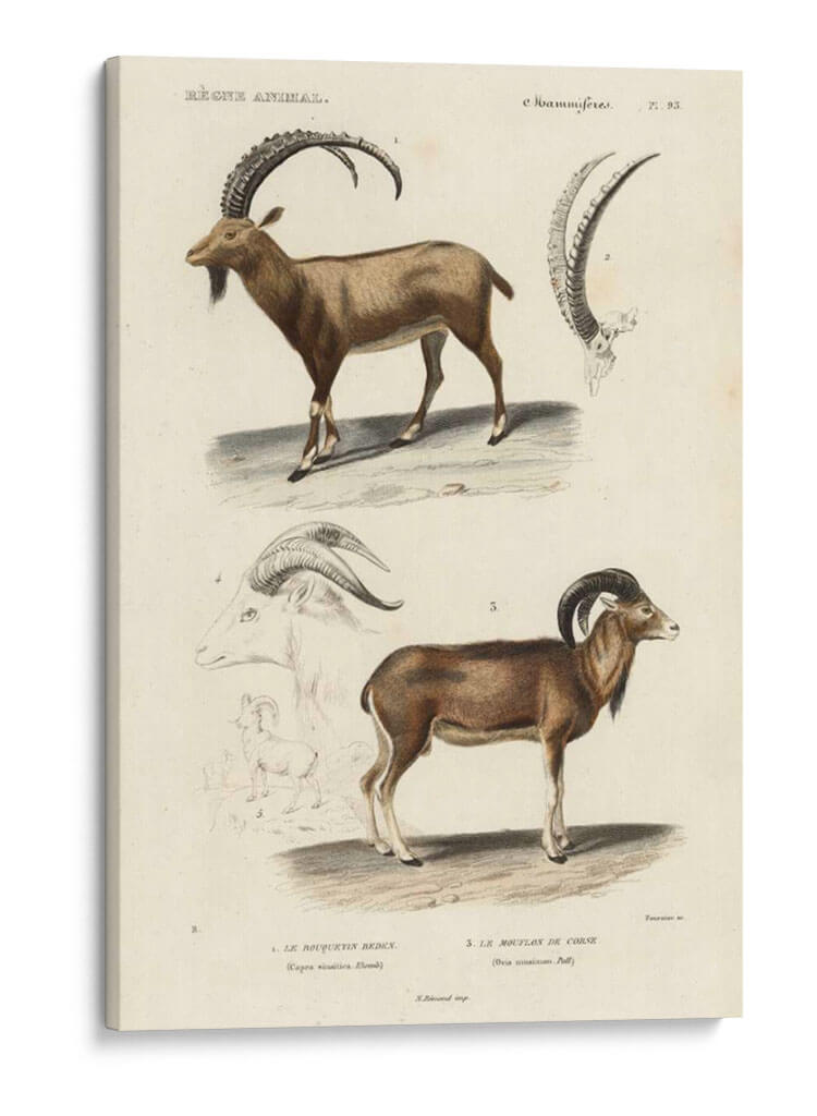 Estudio Antiguo Antílope Y Ram - N. Remond | Cuadro decorativo de Canvas Lab