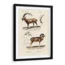 Estudio Antiguo Antílope Y Ram - N. Remond | Cuadro decorativo de Canvas Lab