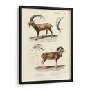 Estudio Antiguo Antílope Y Ram - N. Remond | Cuadro decorativo de Canvas Lab