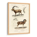 Estudio Antiguo Antílope Y Ram - N. Remond | Cuadro decorativo de Canvas Lab