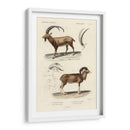 Estudio Antiguo Antílope Y Ram - N. Remond | Cuadro decorativo de Canvas Lab
