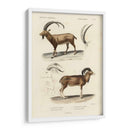 Estudio Antiguo Antílope Y Ram - N. Remond | Cuadro decorativo de Canvas Lab