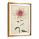 Elegantes Crisantemos I | Cuadro decorativo de Canvas Lab