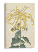 Chrysanthemumos Elegantes Ii | Cuadro decorativo de Canvas Lab