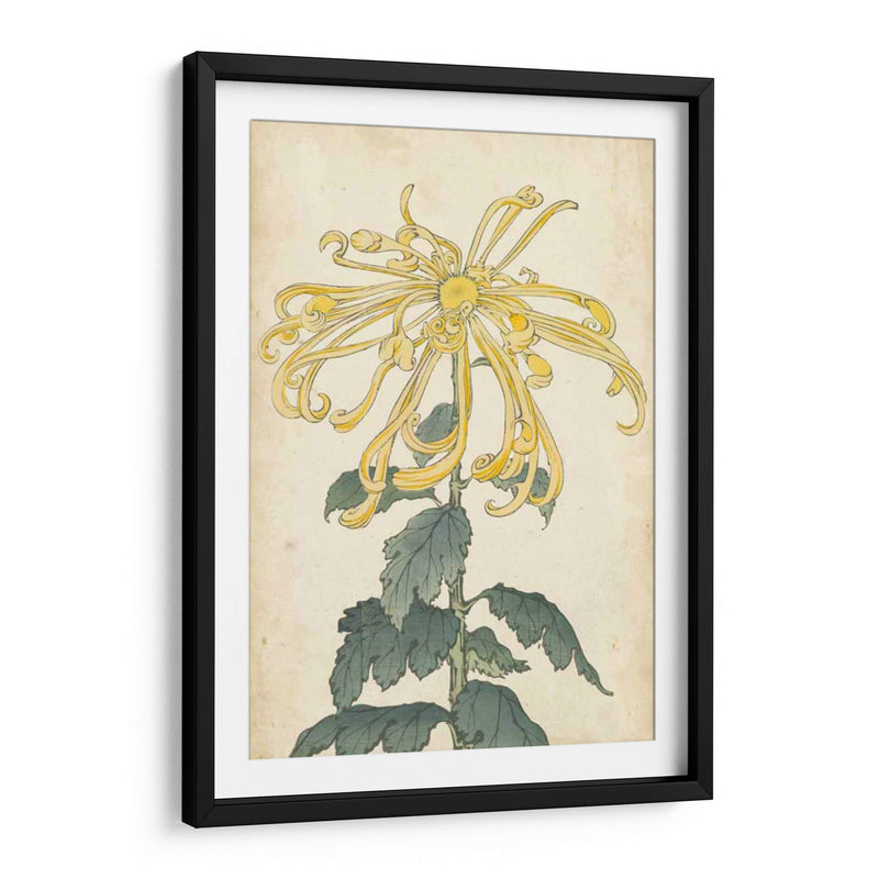 Chrysanthemumos Elegantes Ii | Cuadro decorativo de Canvas Lab