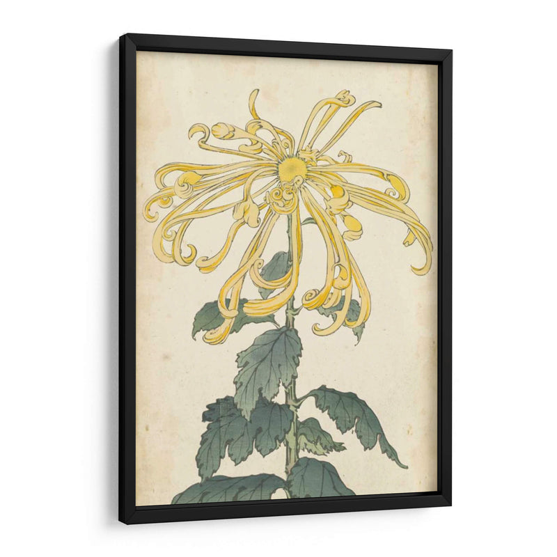 Chrysanthemumos Elegantes Ii | Cuadro decorativo de Canvas Lab