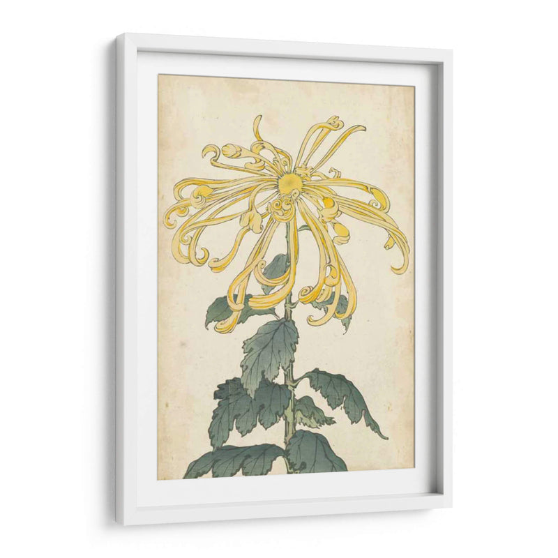 Chrysanthemumos Elegantes Ii | Cuadro decorativo de Canvas Lab