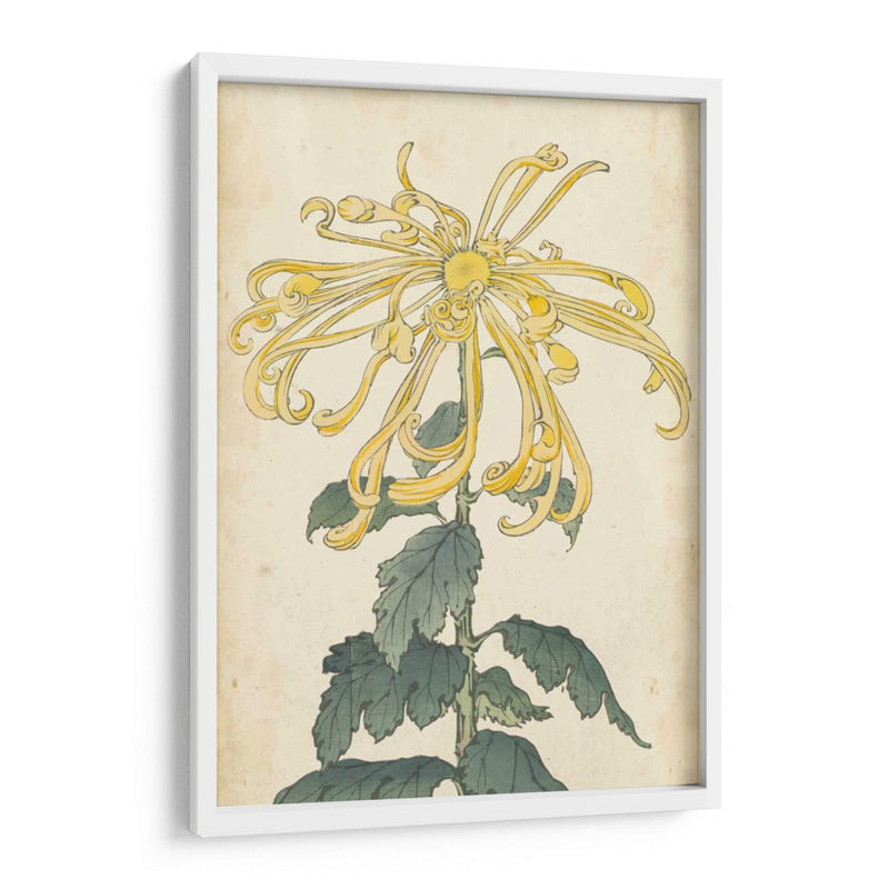 Chrysanthemumos Elegantes Ii | Cuadro decorativo de Canvas Lab