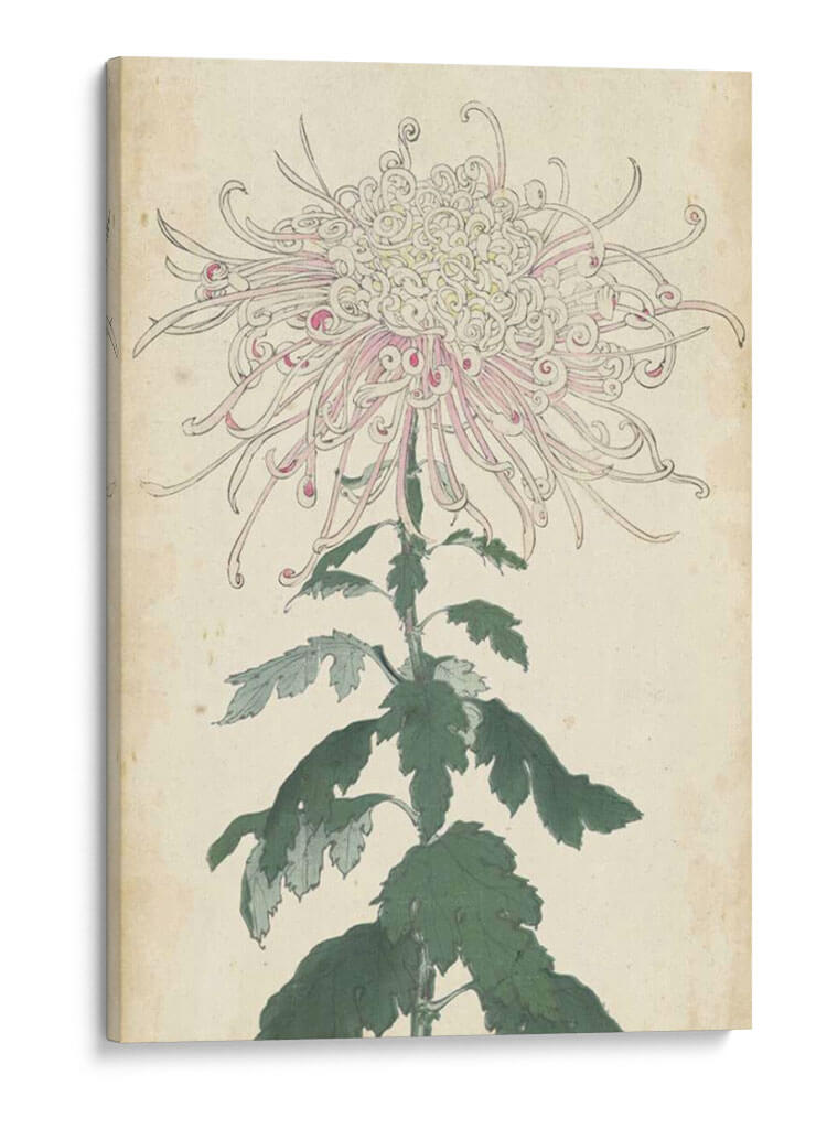 Chrysanthemumos Elegantes Iv | Cuadro decorativo de Canvas Lab