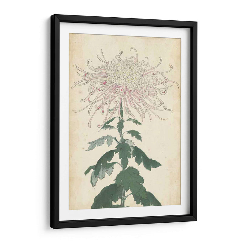 Chrysanthemumos Elegantes Iv | Cuadro decorativo de Canvas Lab