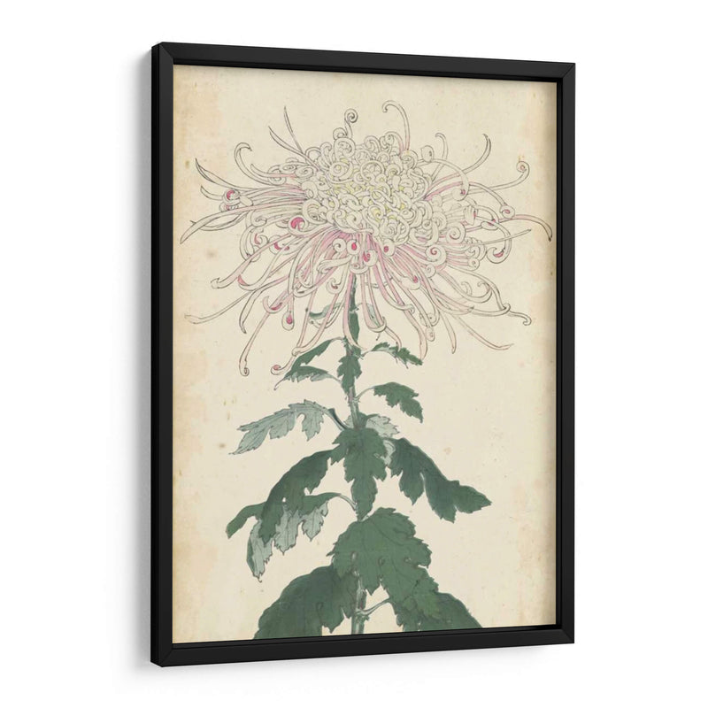 Chrysanthemumos Elegantes Iv | Cuadro decorativo de Canvas Lab