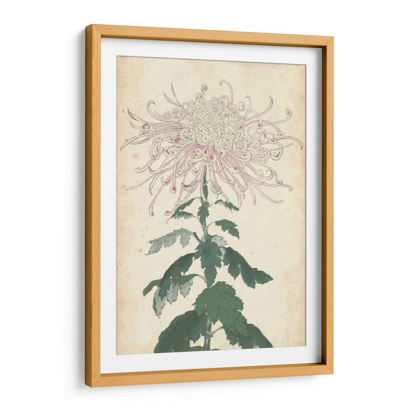 Chrysanthemumos Elegantes Iv | Cuadro decorativo de Canvas Lab