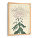 Chrysanthemumos Elegantes Iv | Cuadro decorativo de Canvas Lab