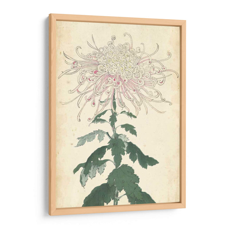 Chrysanthemumos Elegantes Iv | Cuadro decorativo de Canvas Lab