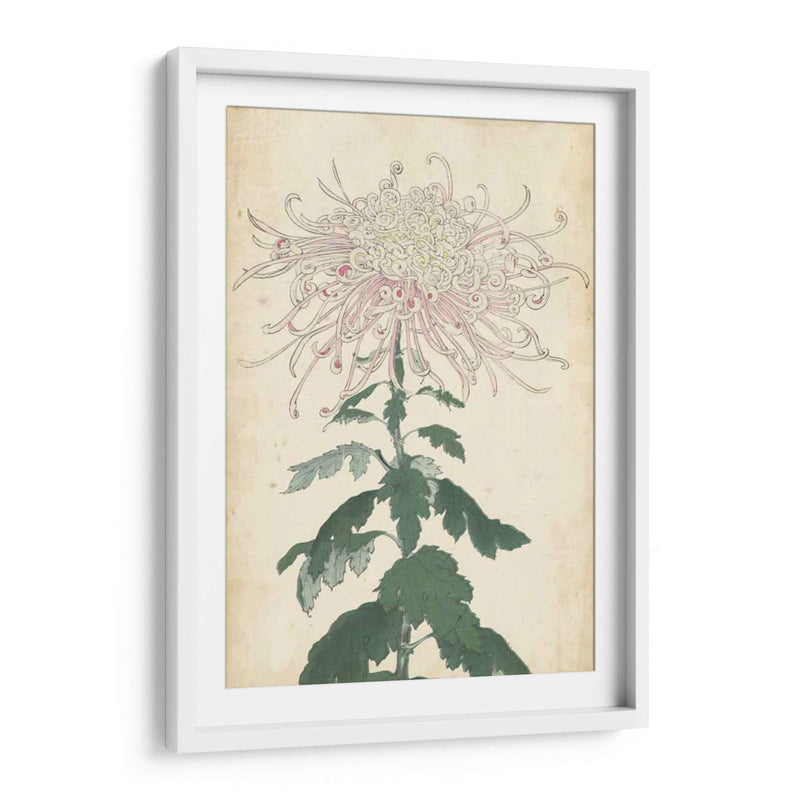 Chrysanthemumos Elegantes Iv | Cuadro decorativo de Canvas Lab