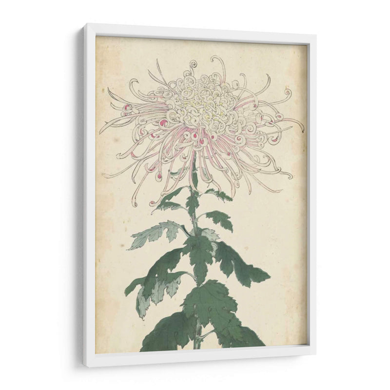 Chrysanthemumos Elegantes Iv | Cuadro decorativo de Canvas Lab