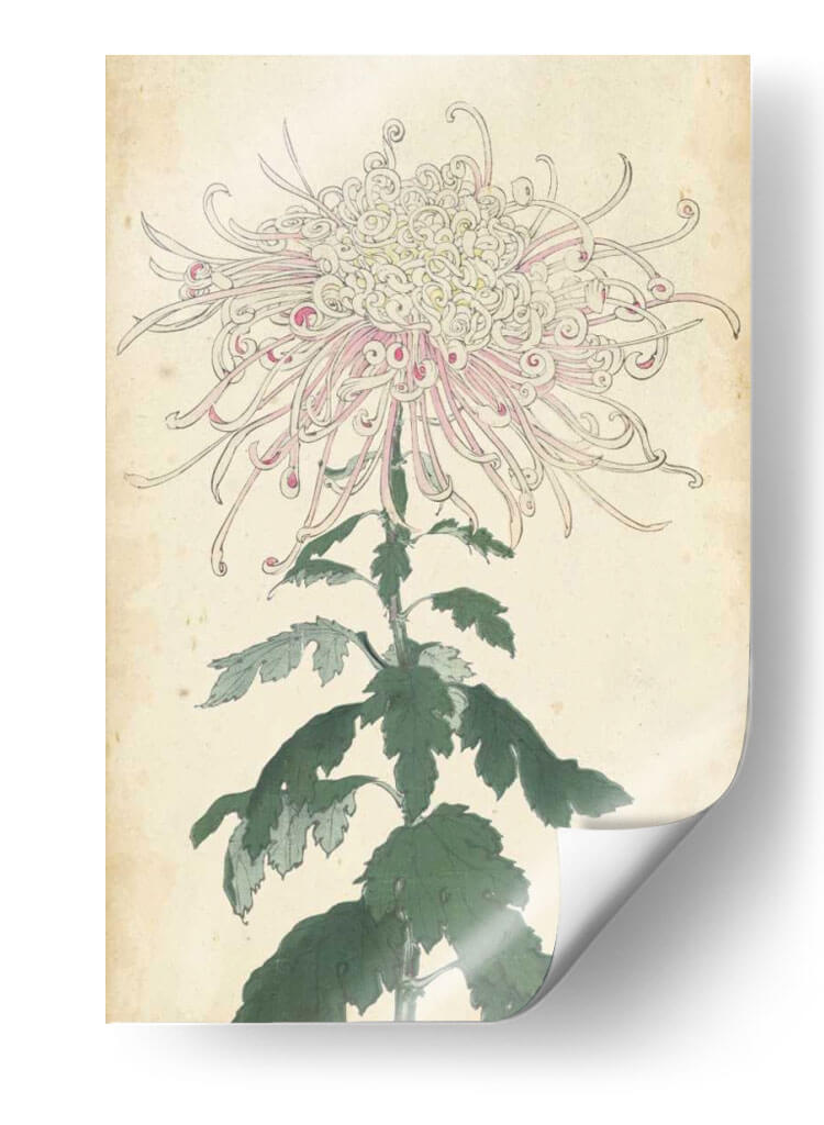 Chrysanthemumos Elegantes Iv | Cuadro decorativo de Canvas Lab