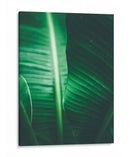 Luminosidad en la hoja | Cuadro decorativo de Canvas Lab