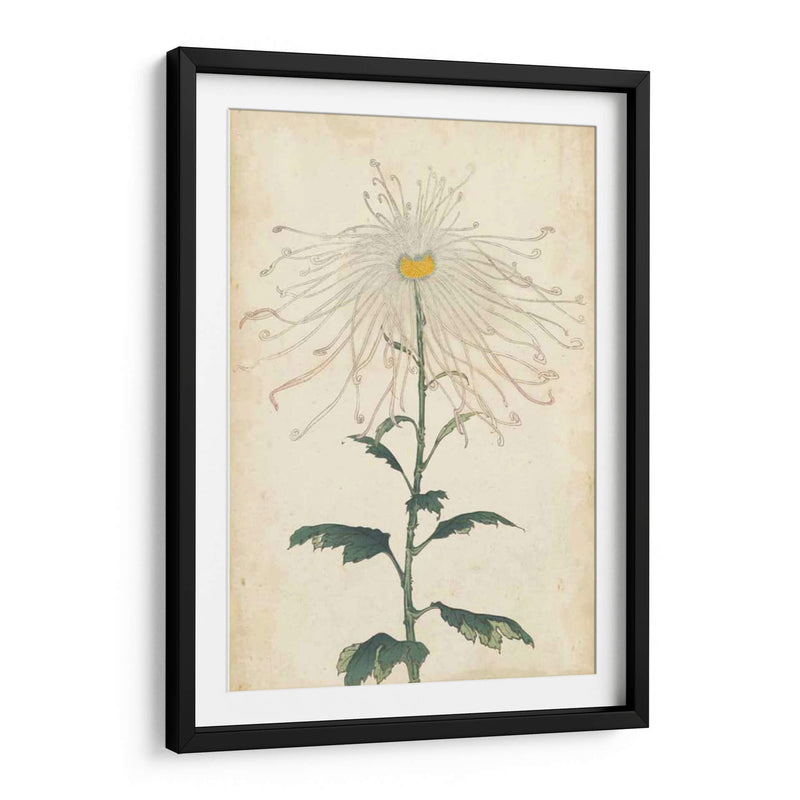 Chrysanthemumos Elegantes V | Cuadro decorativo de Canvas Lab