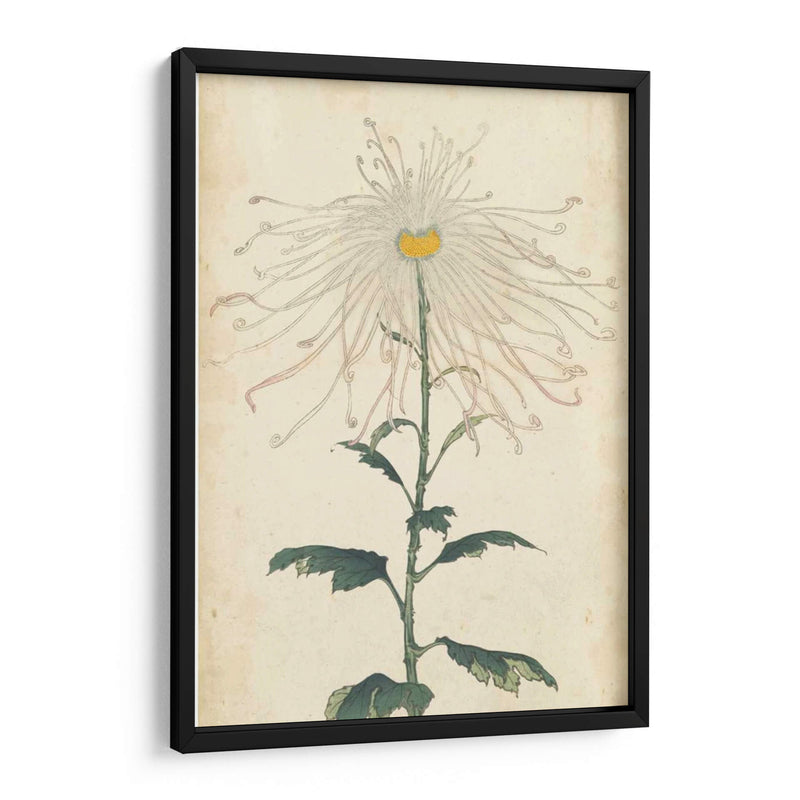 Chrysanthemumos Elegantes V | Cuadro decorativo de Canvas Lab