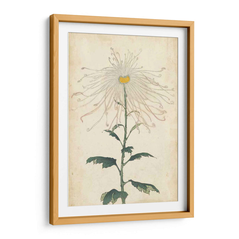 Chrysanthemumos Elegantes V | Cuadro decorativo de Canvas Lab