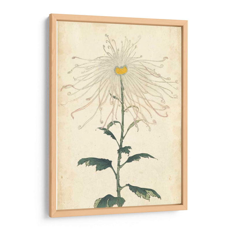 Chrysanthemumos Elegantes V | Cuadro decorativo de Canvas Lab