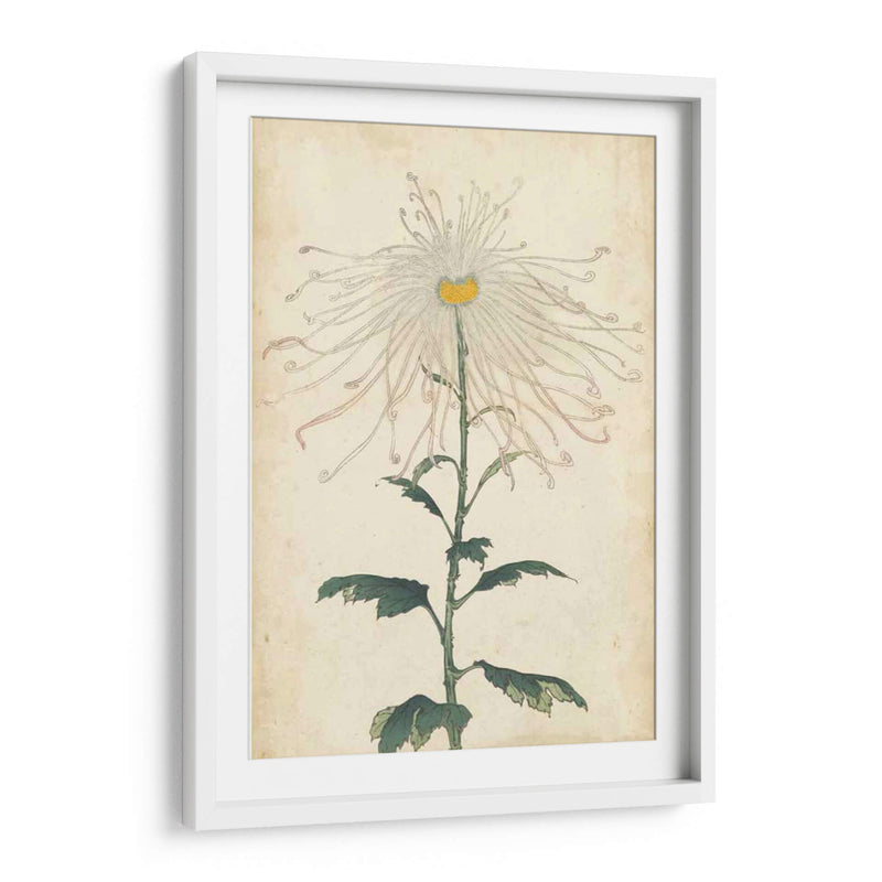 Chrysanthemumos Elegantes V | Cuadro decorativo de Canvas Lab