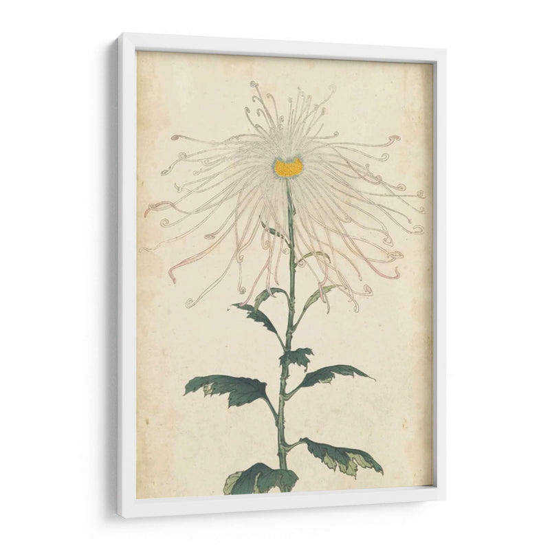 Chrysanthemumos Elegantes V | Cuadro decorativo de Canvas Lab