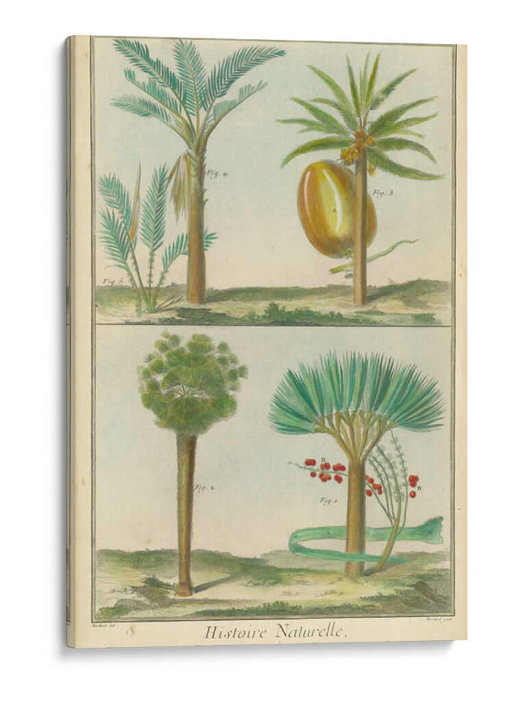 Histoire Naturelle Tropicals I - Martinet | Cuadro decorativo de Canvas Lab