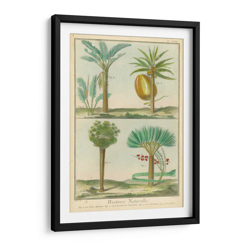 Histoire Naturelle Tropicals I - Martinet | Cuadro decorativo de Canvas Lab