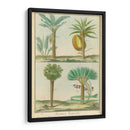 Histoire Naturelle Tropicals I - Martinet | Cuadro decorativo de Canvas Lab