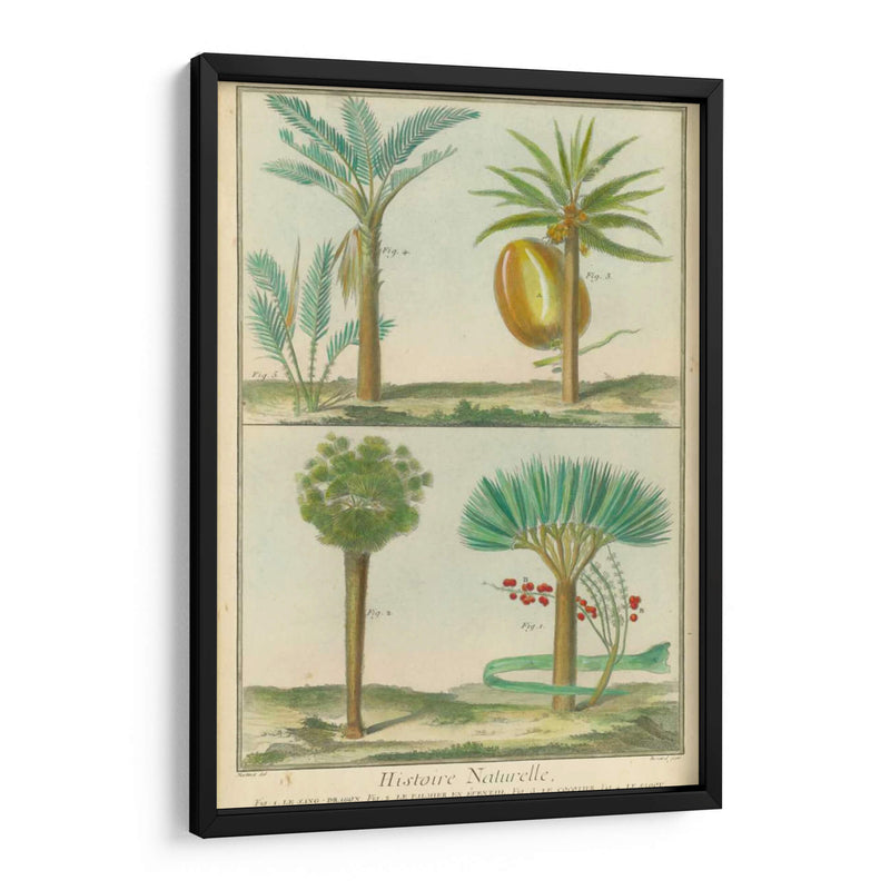 Histoire Naturelle Tropicals I - Martinet | Cuadro decorativo de Canvas Lab