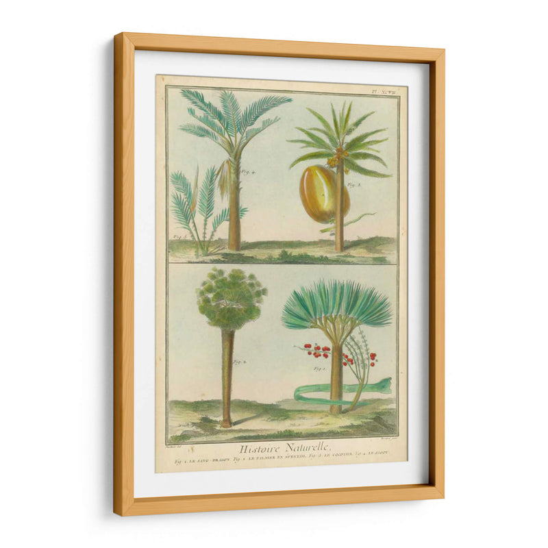 Histoire Naturelle Tropicals I - Martinet | Cuadro decorativo de Canvas Lab