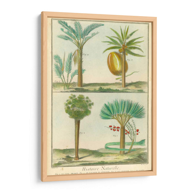 Histoire Naturelle Tropicals I - Martinet | Cuadro decorativo de Canvas Lab