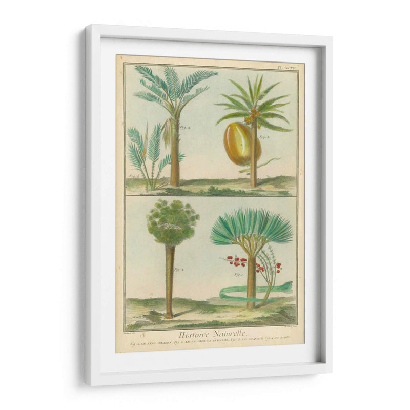 Histoire Naturelle Tropicals I - Martinet | Cuadro decorativo de Canvas Lab